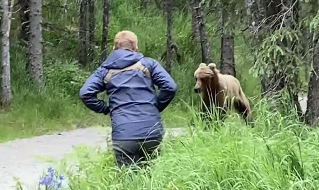 Grizzly bear blows past hiker @ Jaques Adventure Lodge in Alaska