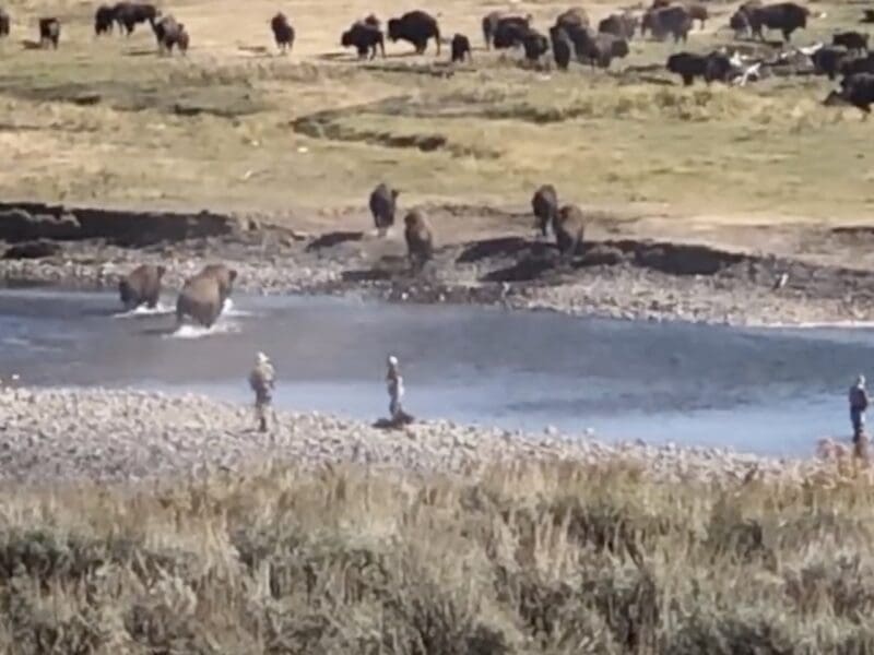 Bison stampede past fly fishermen @ Yellowstone National Park