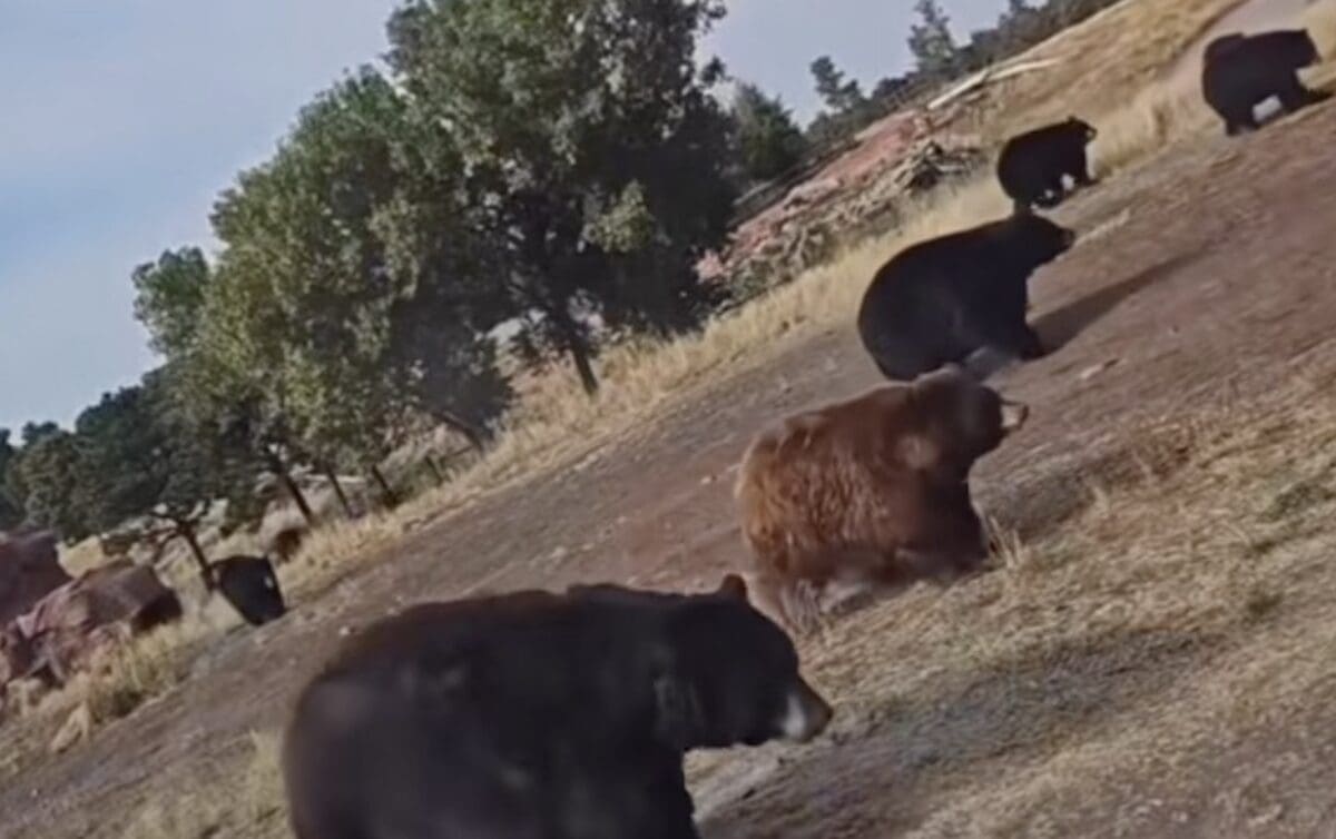 Yellowstone grizzly bear hoax proven wrong.