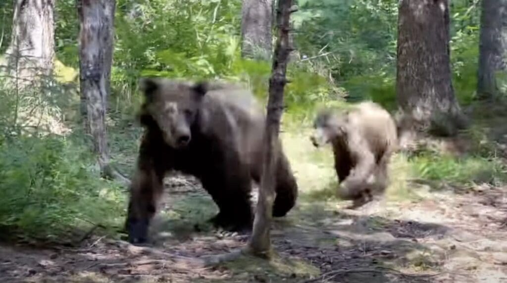 Grizzly cub vocalizations @ Chinitna Bay, Alaska