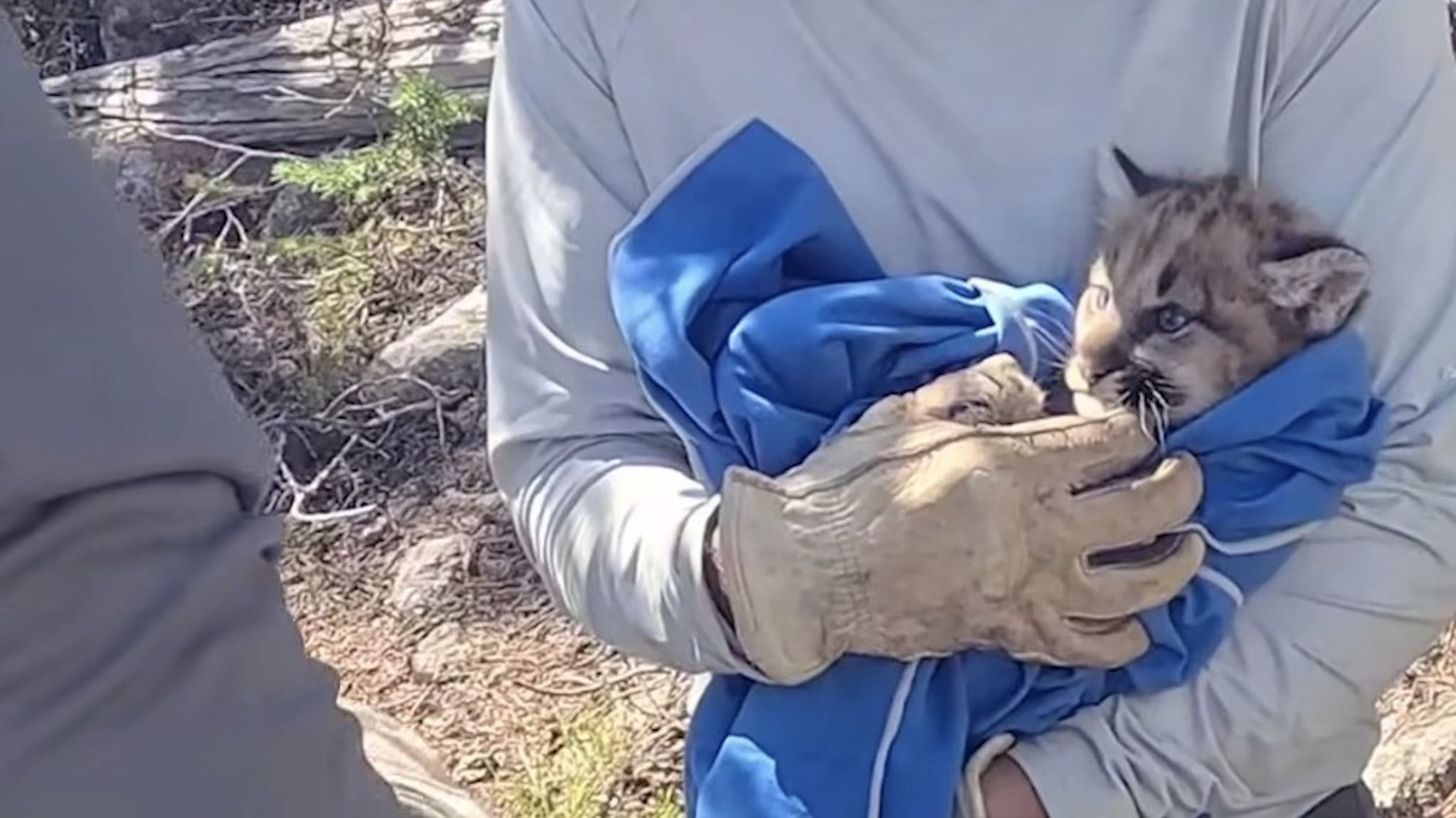 Montana Biologists Noticed Collared Mountain Lion's Movements Were ...