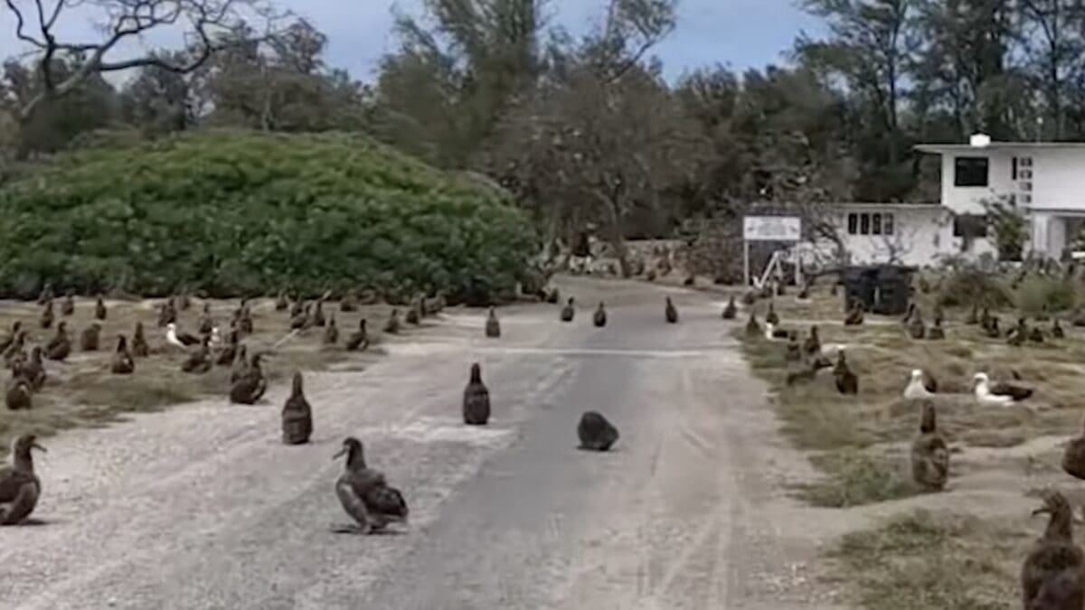 The world's largest albatross colony.