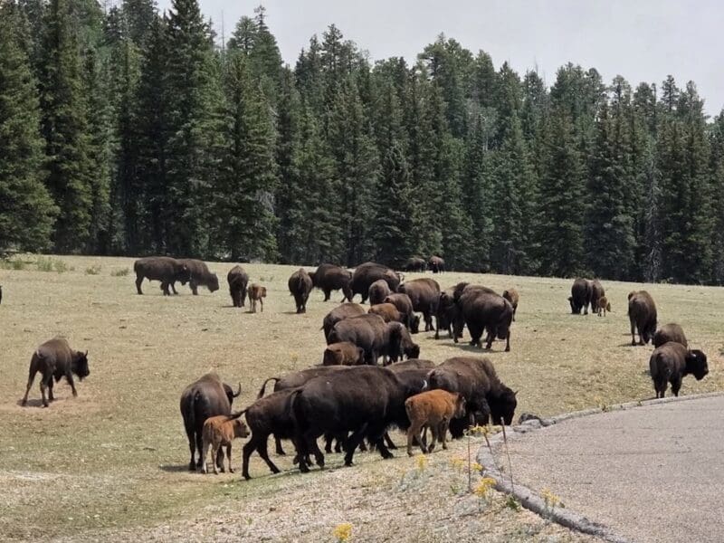 Grand Canyon bison herd.