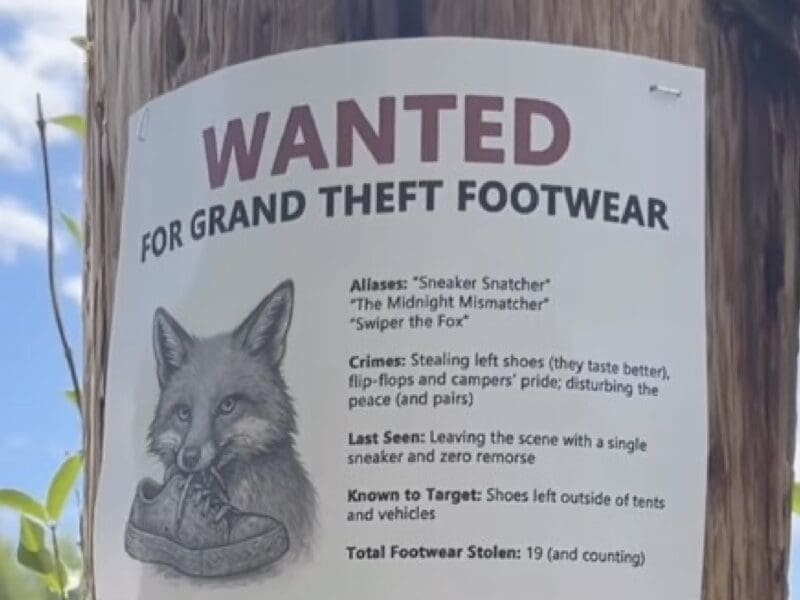 Grand Teton National Park fox thief.