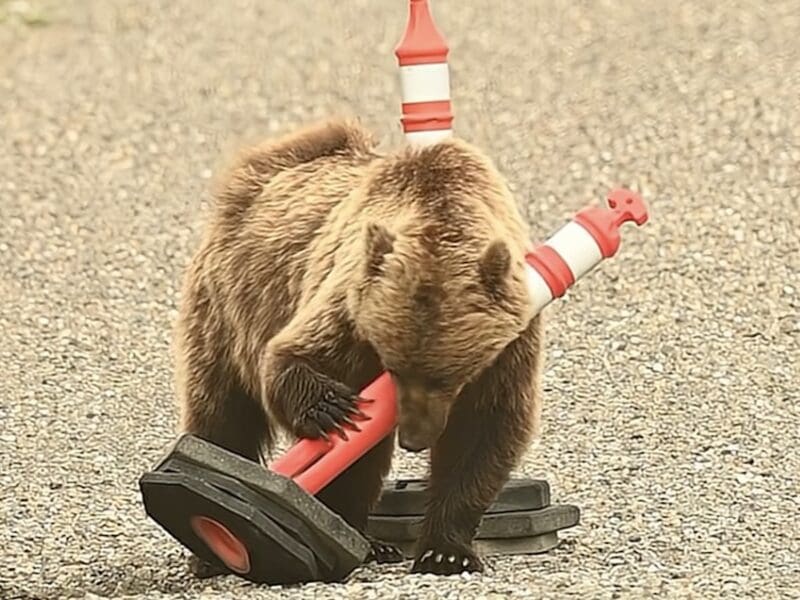 Young grizzly plays with traffic cone.