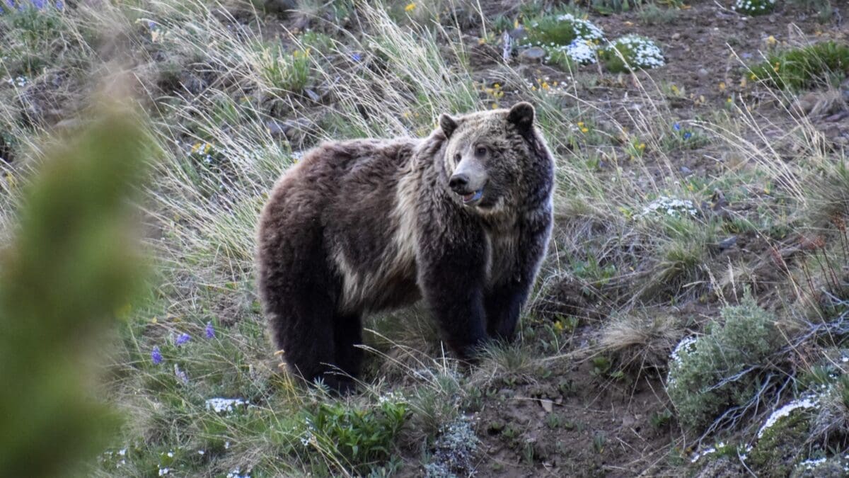 Grizzly bear.