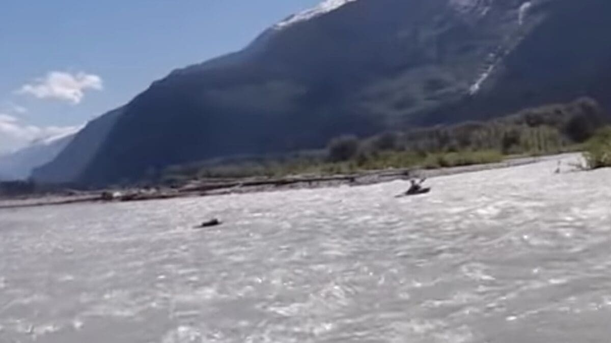 A grizzly bear chases after a safety kayaker in Squamish, B.C.