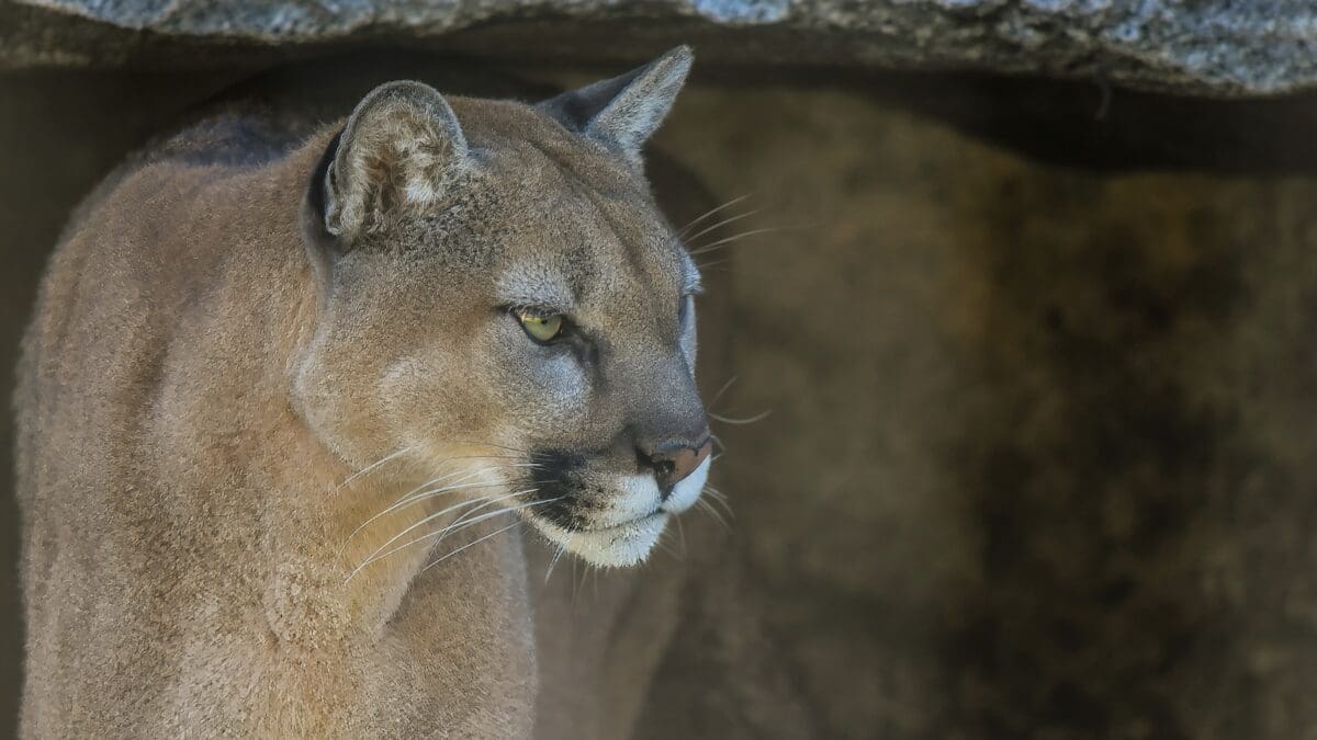 Mountain lion.