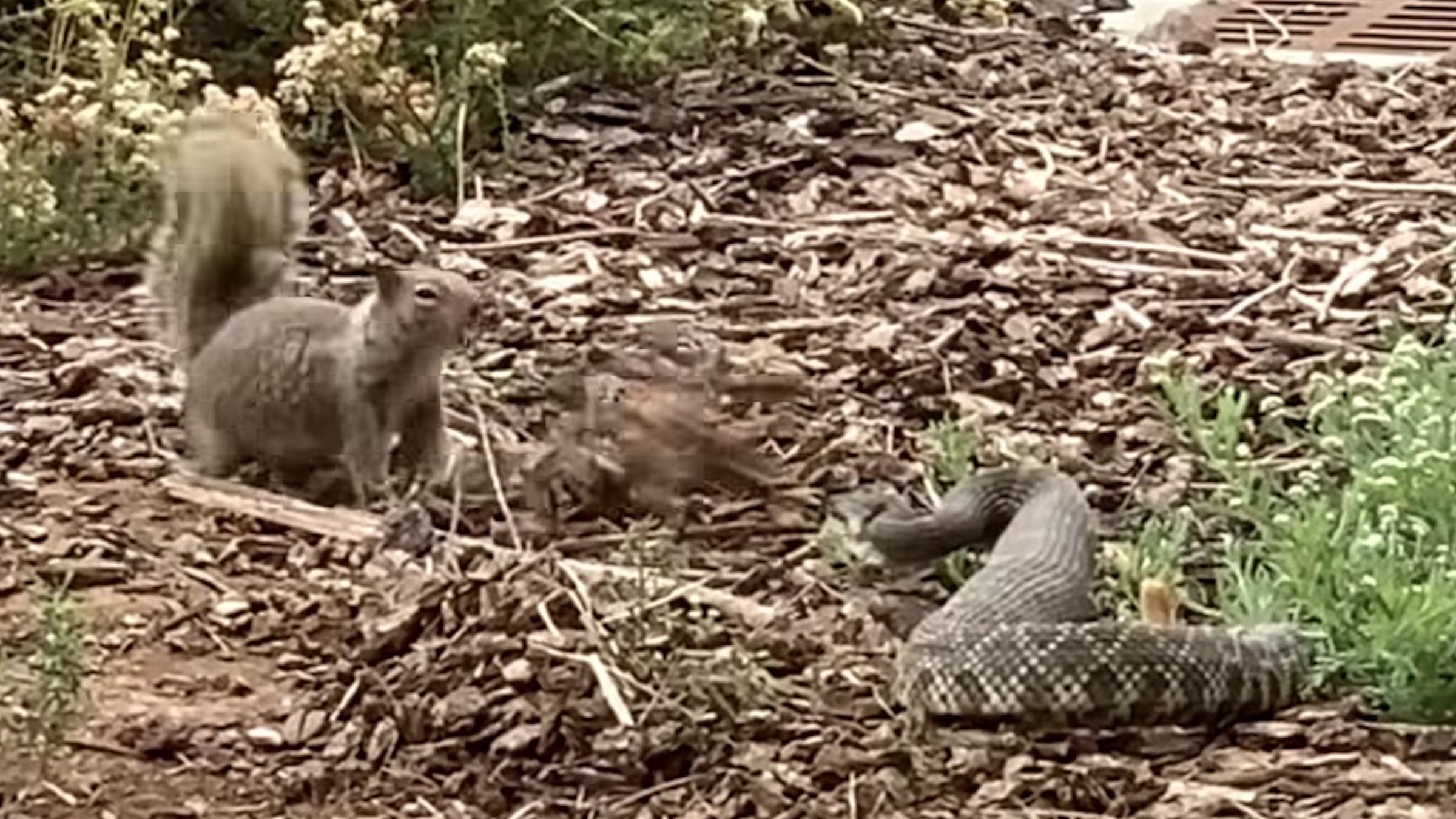 Ground Squirrel Throws Wood Chips At Rattlesnake In California After It ...