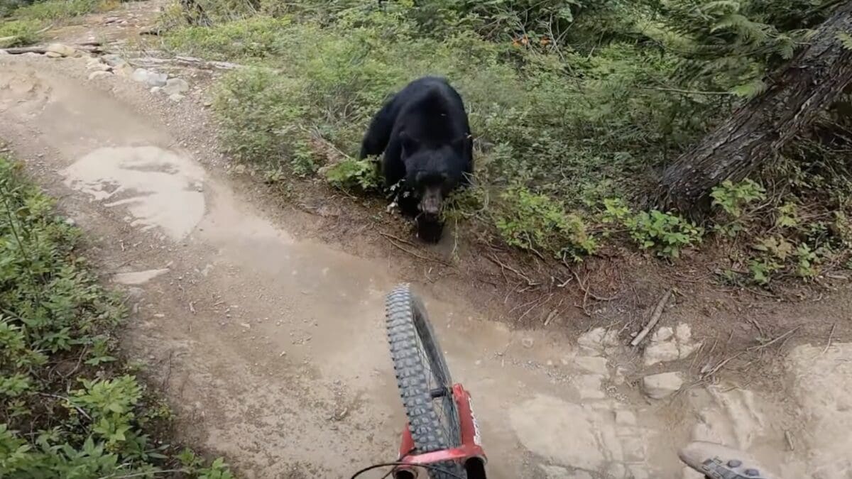 Black bear swats at mountain biker at Whistler Blackcomb.