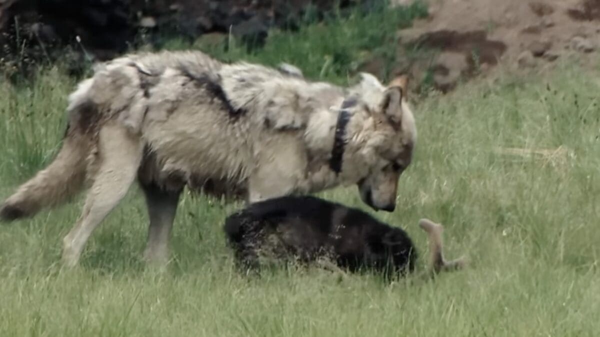Wolves.