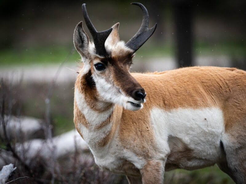 Pronghorn Antelope = Second Fastest Land Animal On Earth
