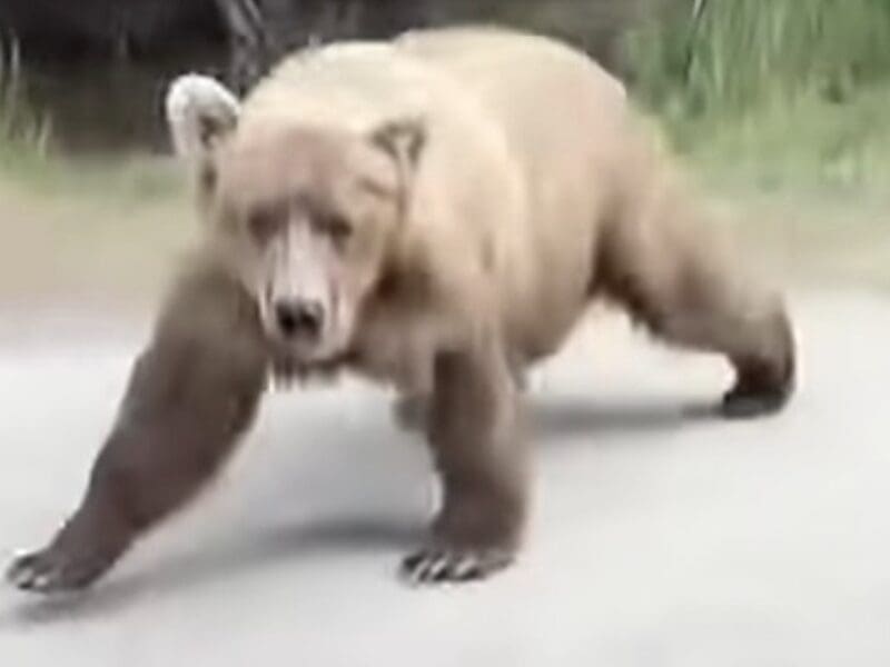 Grizzly lunges at hikers @ Katmai National Park