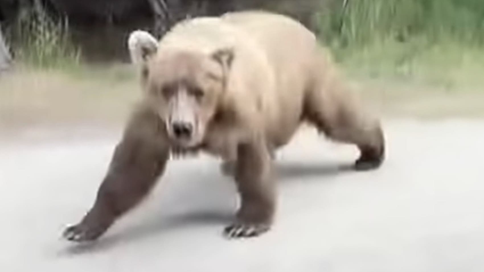 Alaskan Hikers Get Jumped Scared By Passing Grizzly Bear - Unofficial ...
