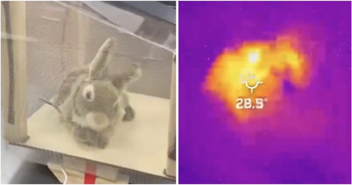 Robotic Rabbits VS Florida Pythons