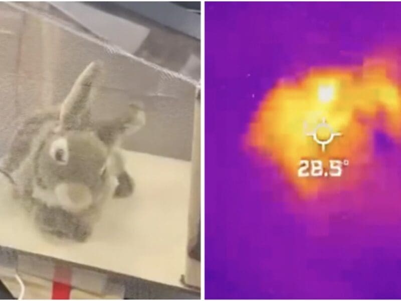 Robotic Rabbits VS Florida Pythons