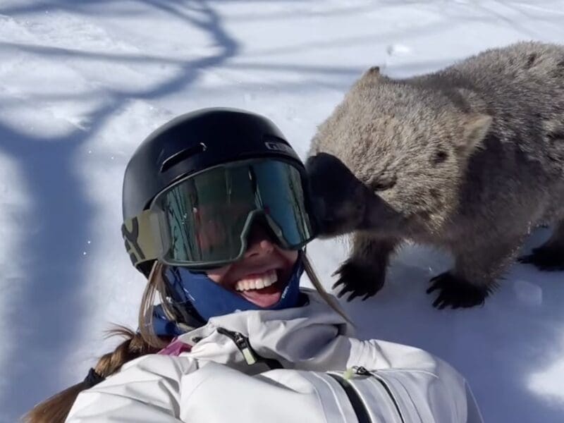 Skier wombat encounter @ Perisher Ski Resort