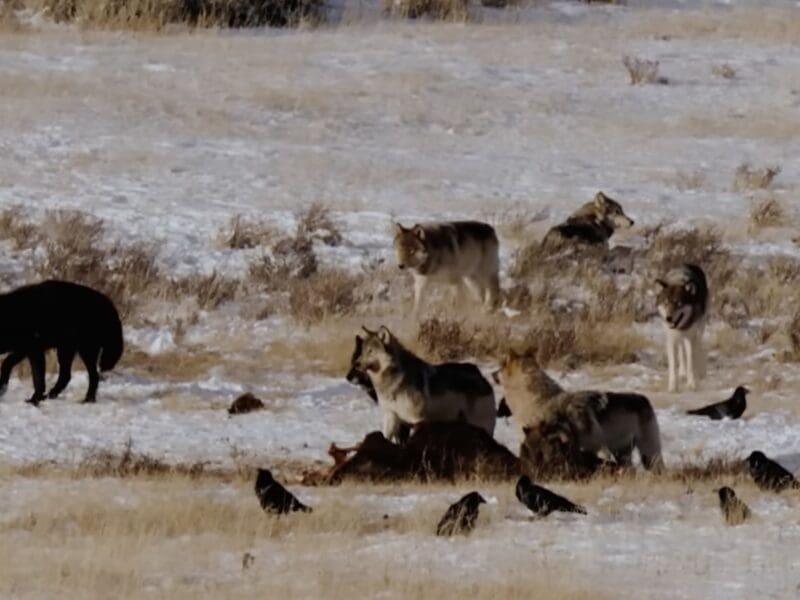 Gray wolf mortality reported in Wyoming.