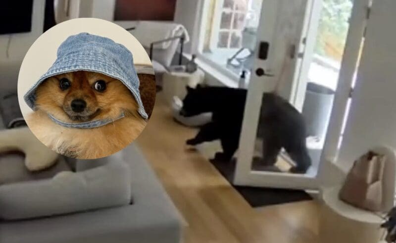5-pound Pomeranian chases bear
