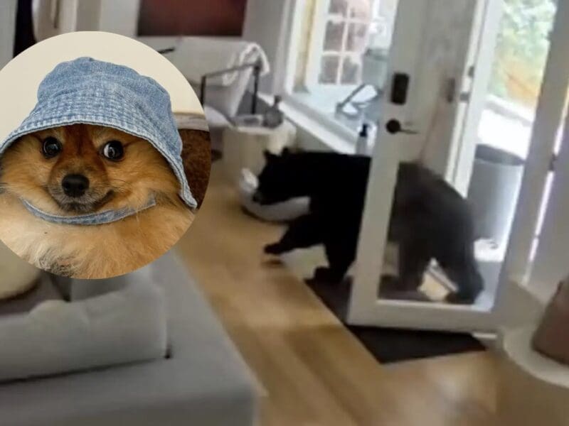 5-pound Pomeranian chases bear