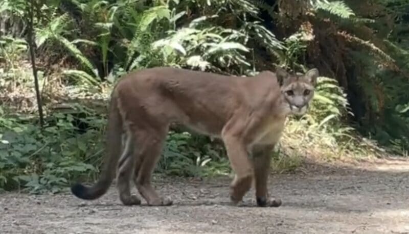 Mountain lion encounter @ Arcata Community Forest
