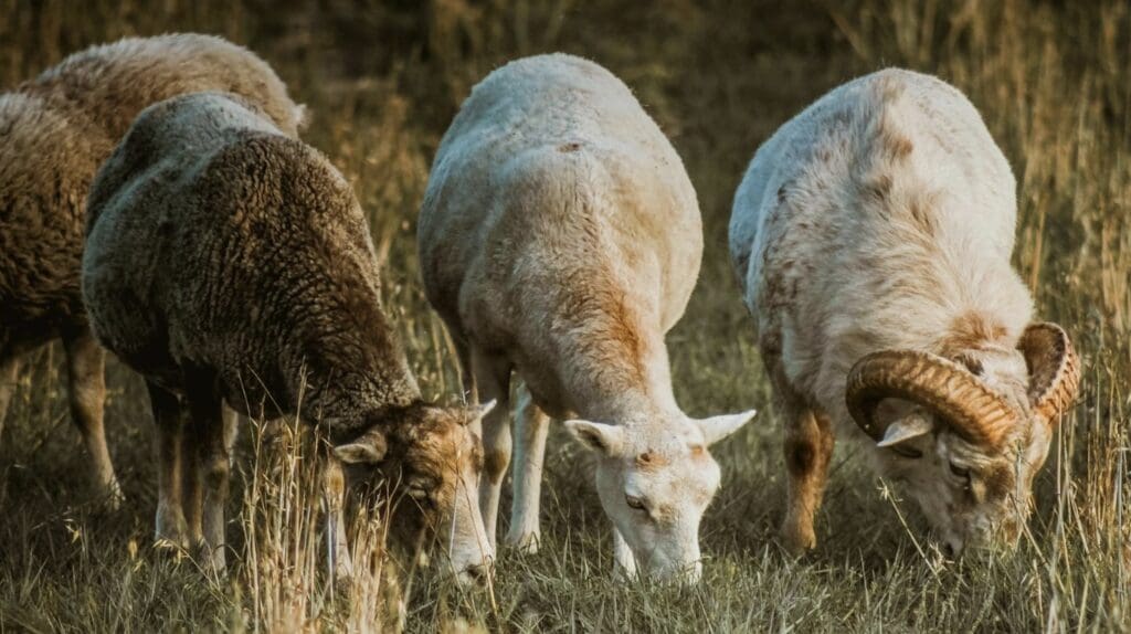 Goat-scaping @ Jay Peak Resort