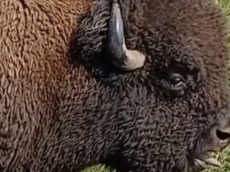 Bulls are known to grunt during the bison rut.