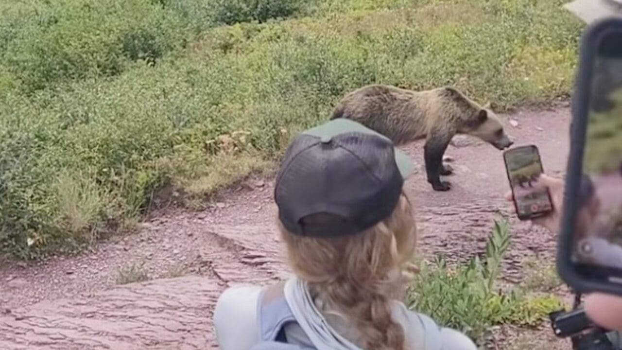 Grizzly bear encounter in Glacier National Park.