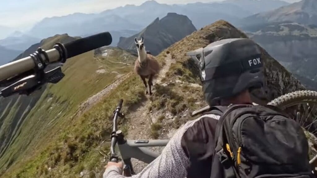 Two mountain bikers encounter a llama at a French resort.