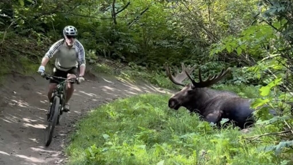 Mountain bikers come within feet of moose.