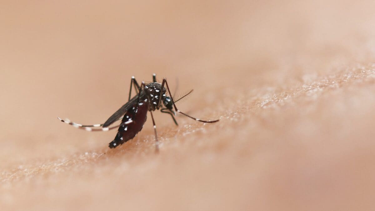 Mosquitos can carry the West Nile Virus.