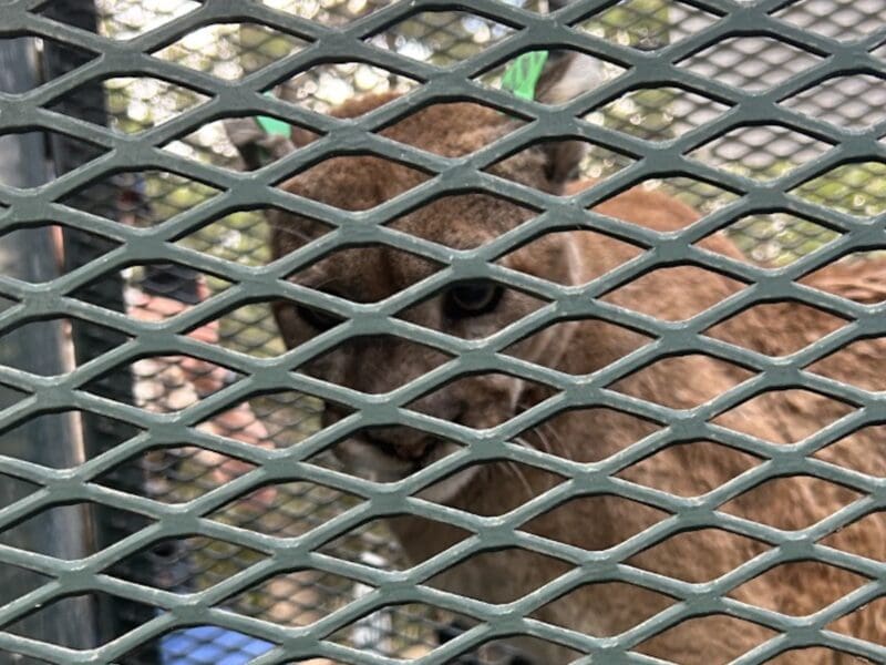 CPW relocates mountain lion from Boulder.