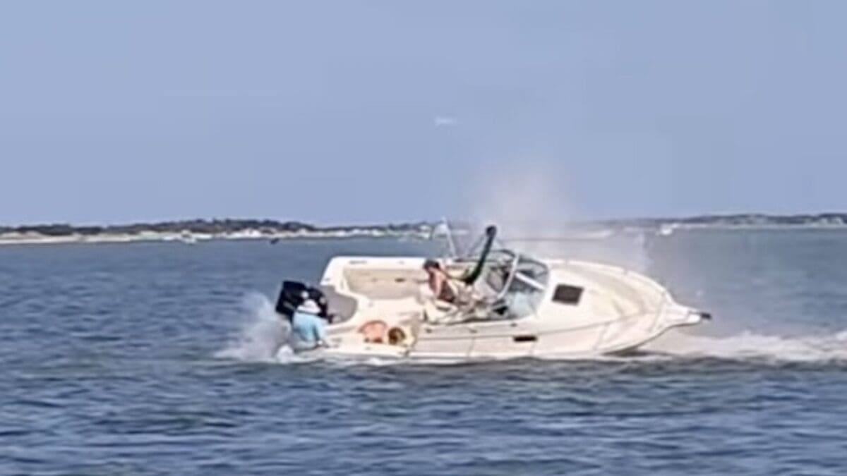 Whale vessel strike in New Jersey.