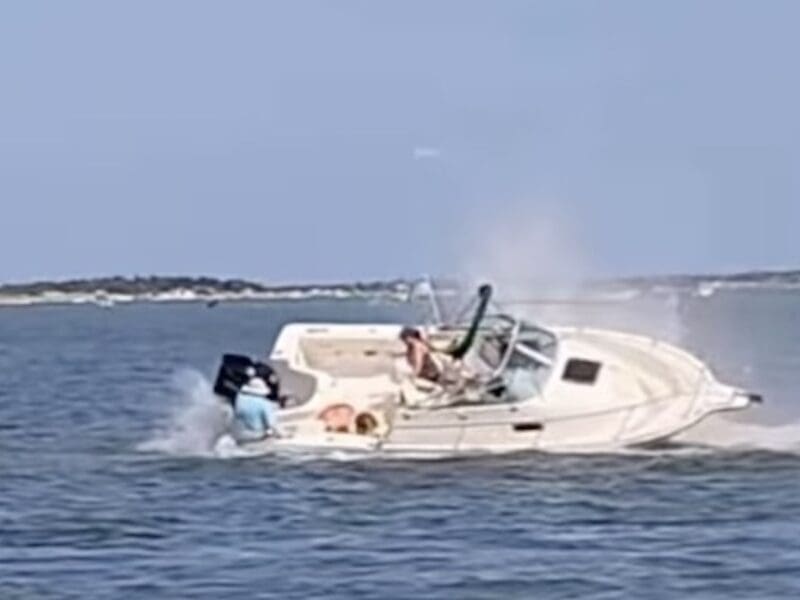 Whale vessel strike in New Jersey.
