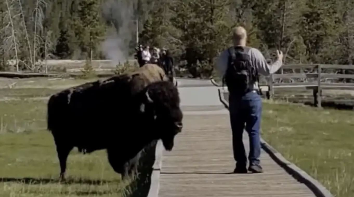 Bison Ranger Riser Park Ranger Screams At Man Approaching Yellowstone Bison - Unofficial ...