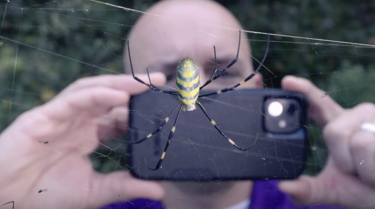 Joro Spider found at Great Smoky Mountains National Park