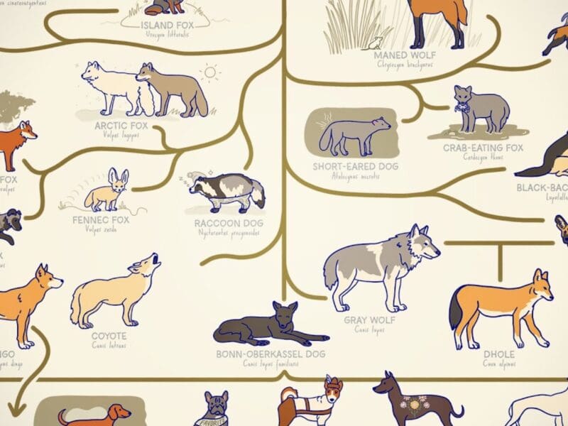 Origin of dogs.