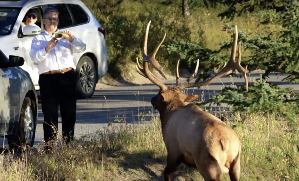 Rutting bull elk charges tourist @ Jasper, Canada