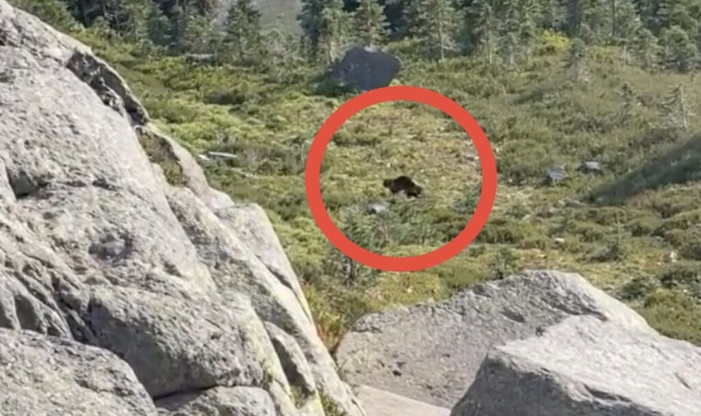 Hiker encounters wolverine @ Cascade National Park