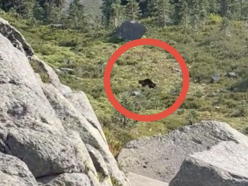 Hiker encounters wolverine @ Cascade National Park