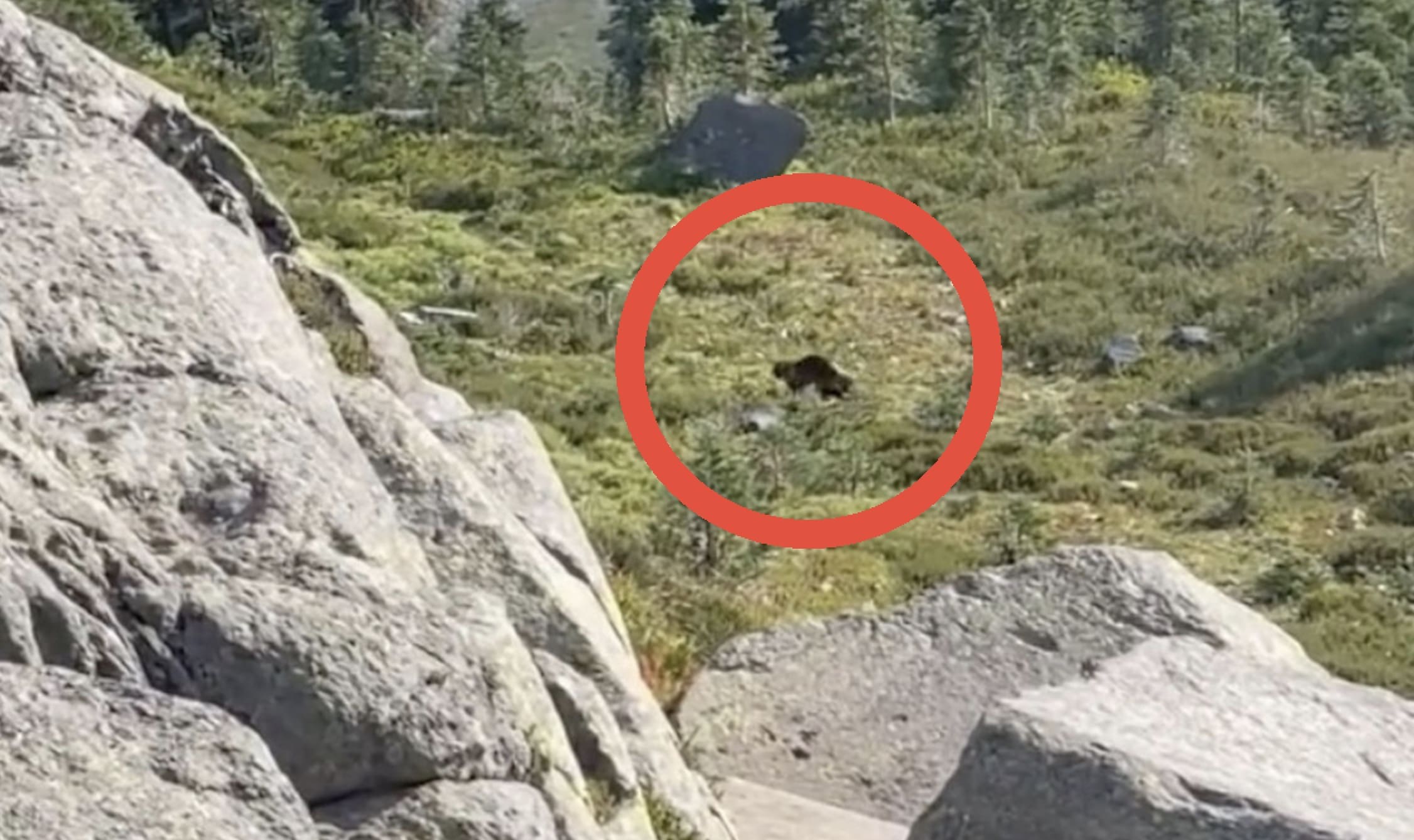 Hiker Encounters Extremely Elusive Wolverine Inside Cascade National ...