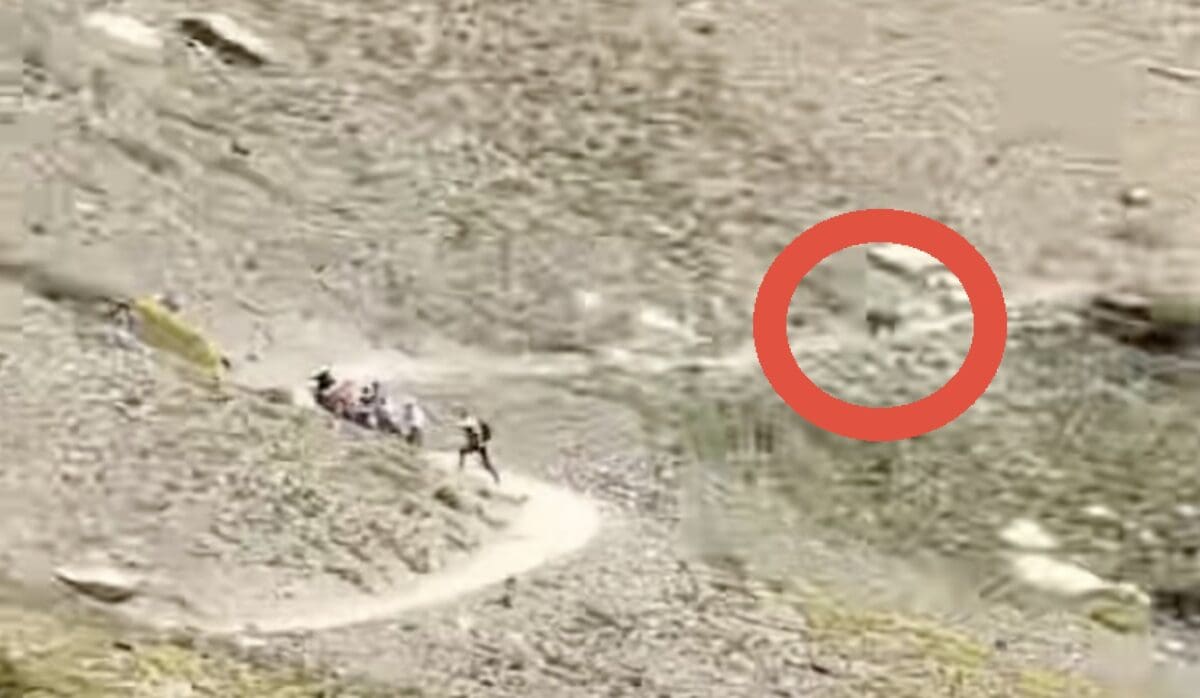 Hikers run from grizzly hunting mountain goats @ Glacier Naitonal Park
