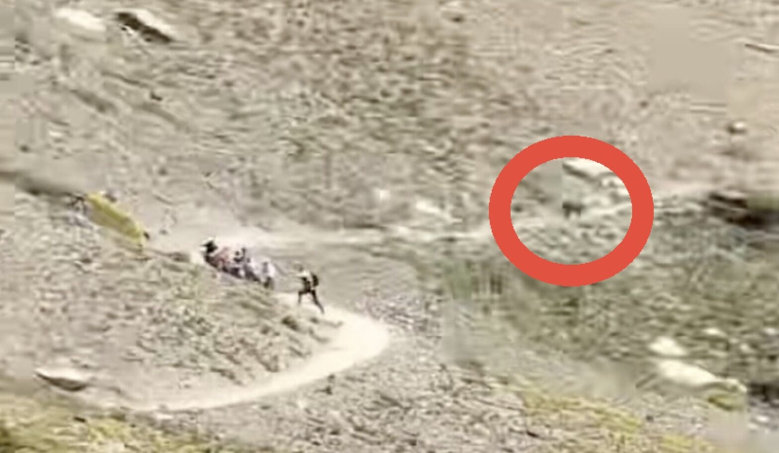 Grizzly Bear Sprinting After Mountain Goats Sends Hikers Scrambling For Safety @ Glacier National Park