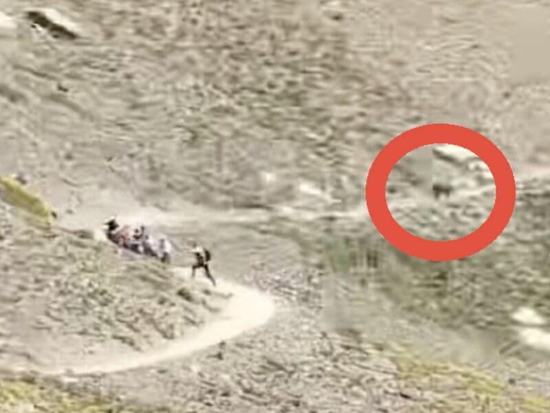 Hikers run from grizzly hunting mountain goats @ Glacier Naitonal Park