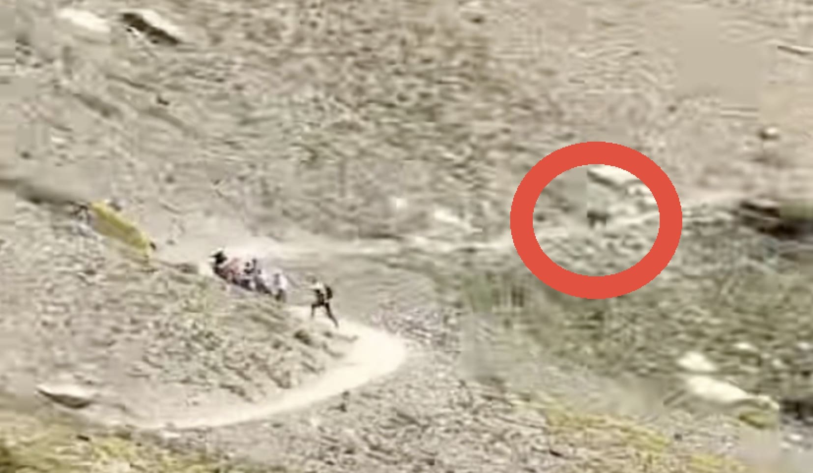 Grizzly Bear Sprinting After Mountain Goats Sends Hikers Scrambling For Safety @ Glacier National Park