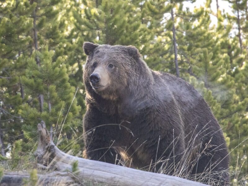 Tuesday, September 16th, 2025 bear attack @ Yellowstone National Park