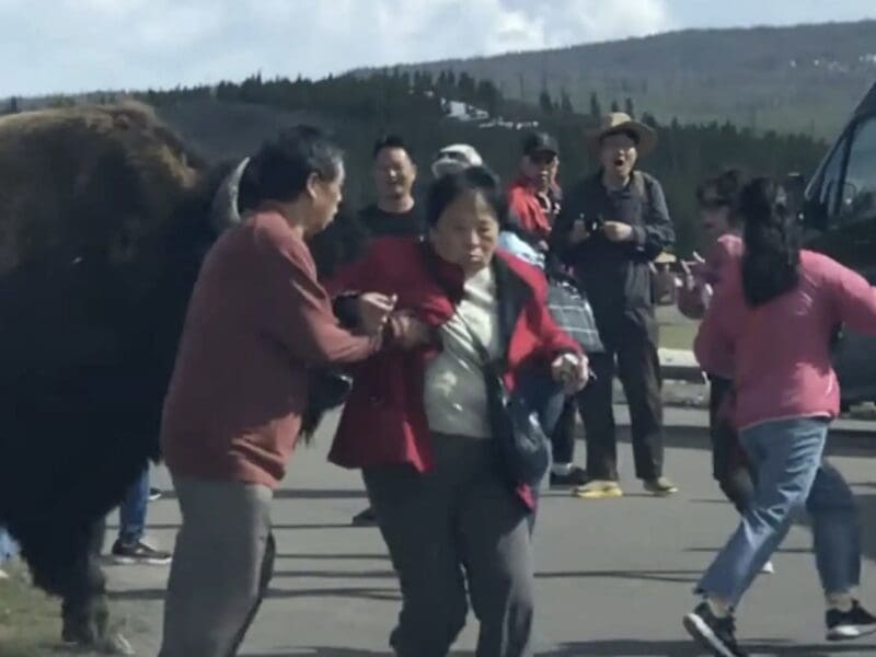 Bison charges multiple tourists @ Yellowstone National Park
