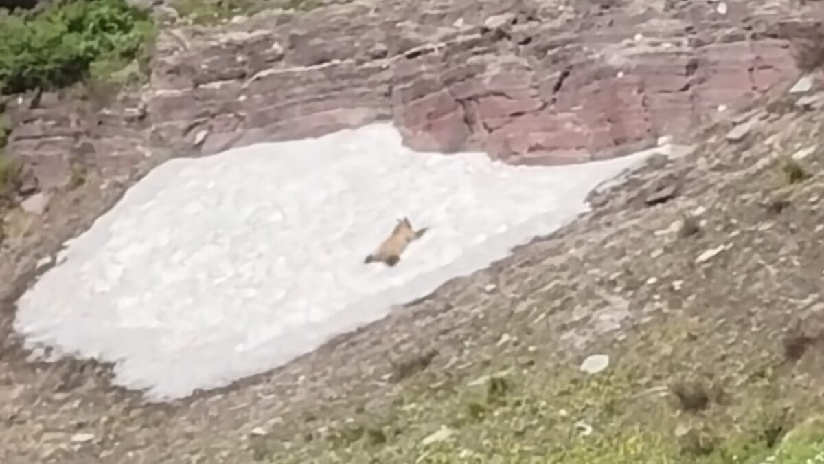 Grizzly bear goes sledding in Glacier National Park.