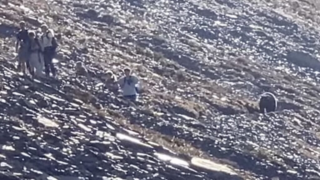 Grizzly bear in Glacier National Park.