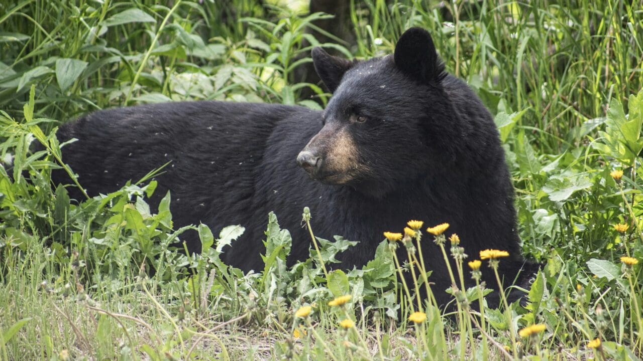 Black bear attacks Boulder, Colorado, resident.